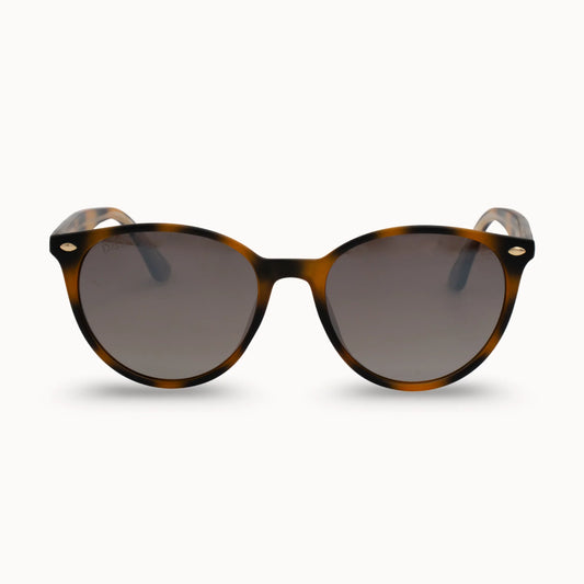 Asher Sunglasses - Shell | DAX Eyewear